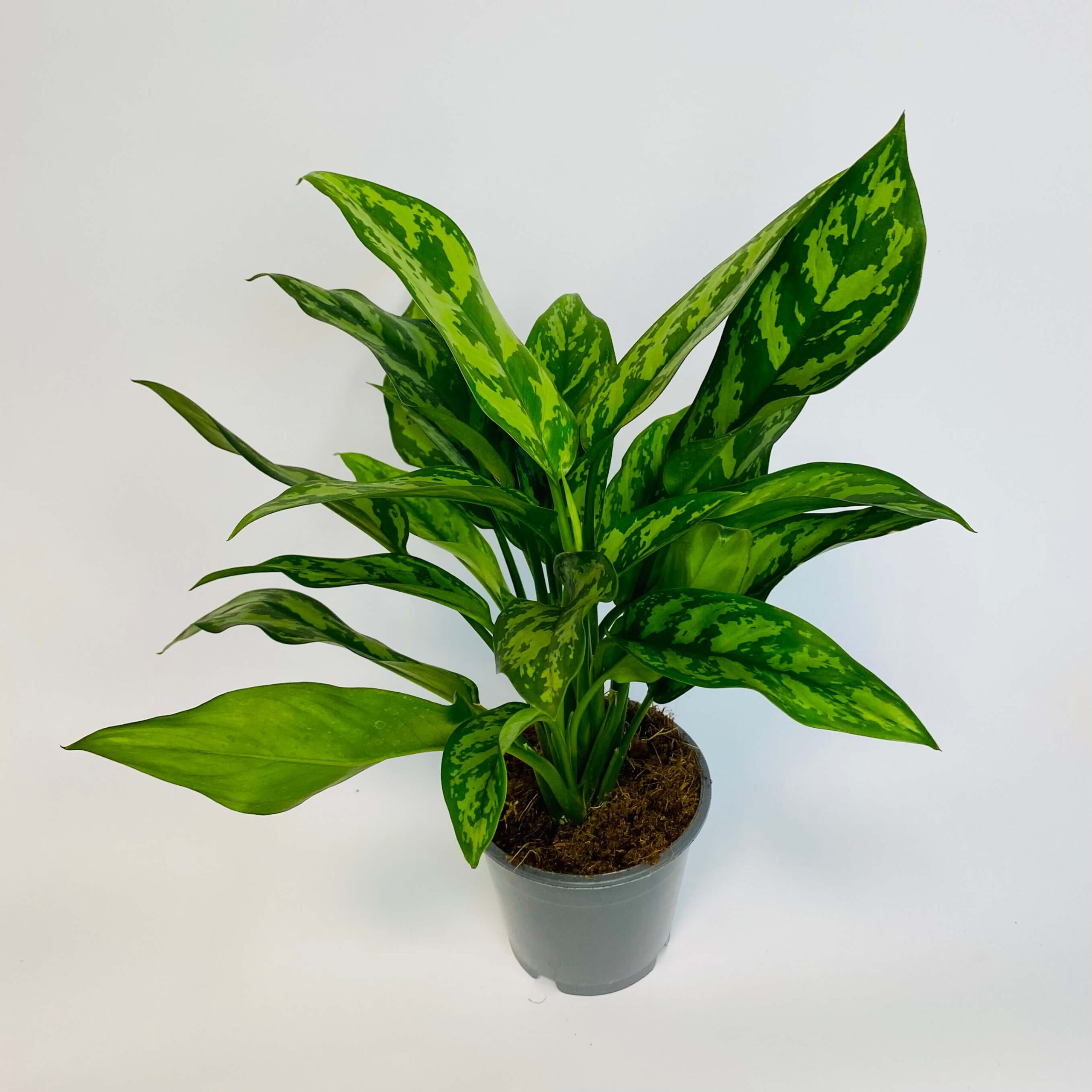 Aglaonema ‘Maria’ Ø12 Zielona Wrona