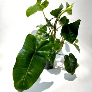 Philodendron ‘Burle Marx’
